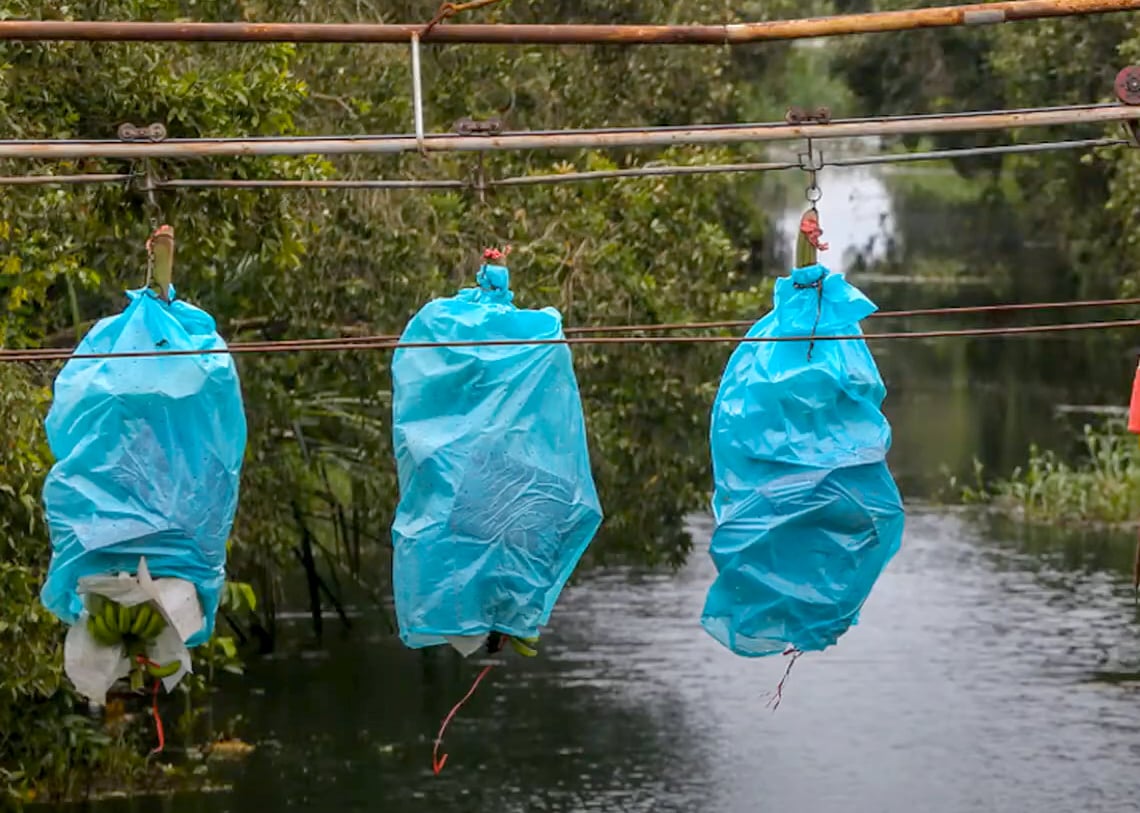 Banana transportation on a farm in Long An province. Photo: Son Trang.